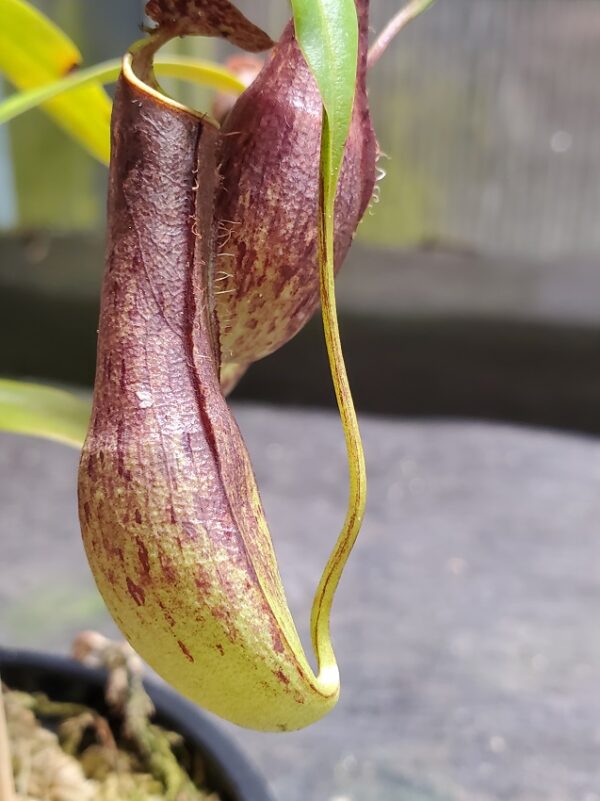 20220902_210913-R-600x801 Nepenthes gracilis BE 4060