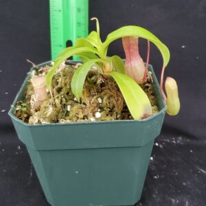 20220905_152434-R-300x300 Nepenthes ventricosa x burkei BE 3479