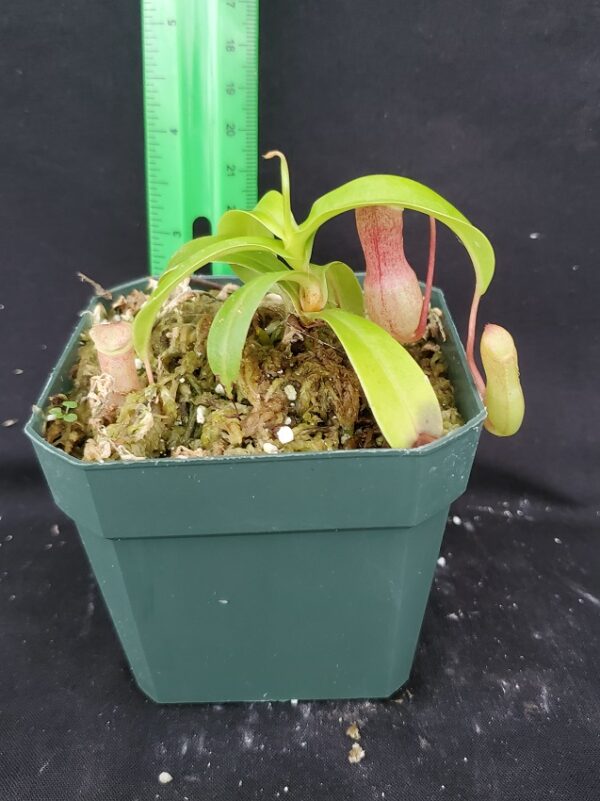 20220905_152434-R-600x801 Nepenthes ventricosa x burkei BE 3479