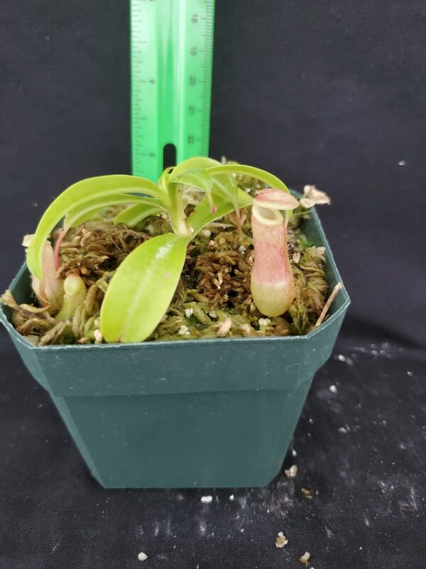 20220905_152451-R-600x801 Nepenthes ventricosa x burkei BE 3479