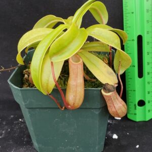 20221016_151341-R-300x300 Nepenthes ventricosa BE 3771