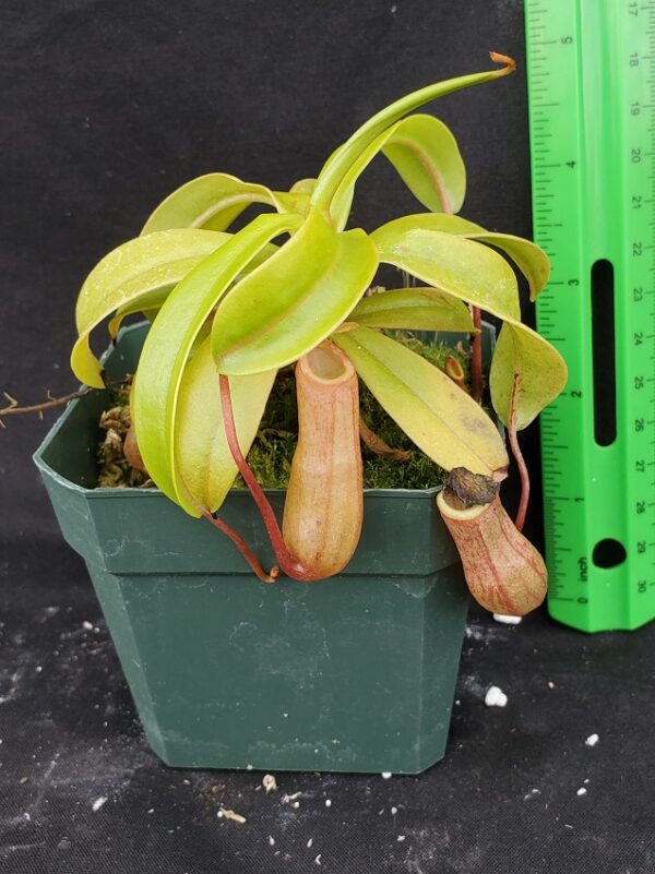 20221016_151341-R-600x801 Nepenthes ventricosa BE 3771