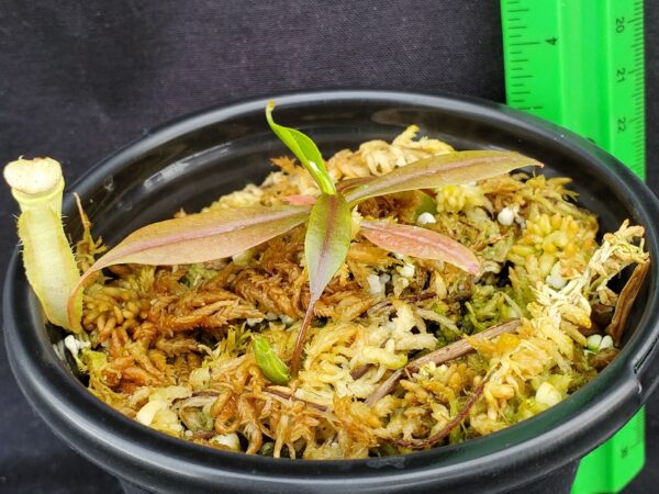 20221016_154917-R-600x450 Nepenthes neoguineensis BE 4539