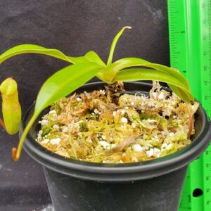 20221016_161333-R-300x300 Nepenthes ventricosa BE 3278 Madja-as Form