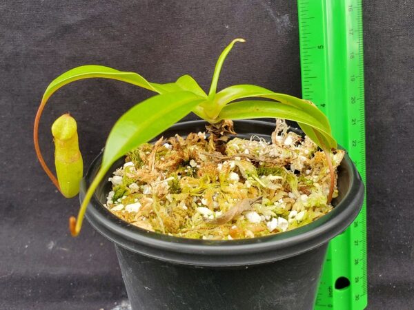 20221016_161333-R-600x450 Nepenthes ventricosa BE 3278 Madja-as Form