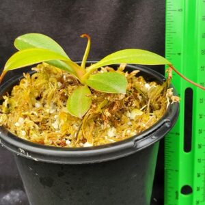 20221017_134156-R-300x300 Nepenthes ventricosa x attenboroughii BE 4522