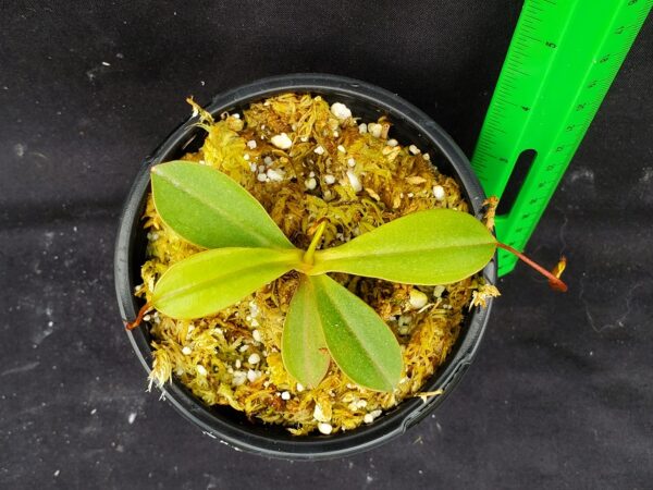 20221017_134201-R-600x450 Nepenthes ventricosa x attenboroughii BE 4522