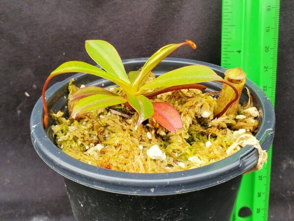 20221017_134214-R-600x450 Nepenthes ventricosa x attenboroughii BE 4522