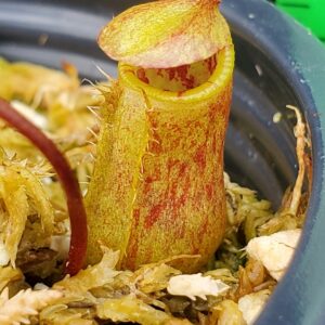 20221017_134224-R-300x300 Nepenthes ventricosa x attenboroughii BE 4522