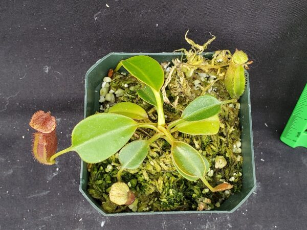 20221017_135321-R-600x450 Nepenthes (lowii x macrophylla) x robcantleyi BE 4022