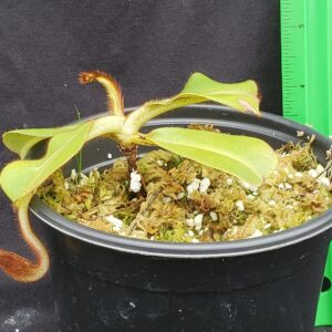 20221017_144249-R-300x300 Nepenthes veitchii BE3734