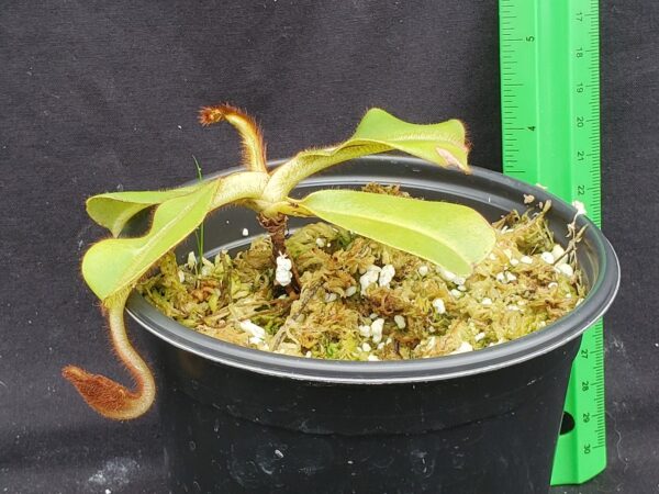 20221017_144249-R-600x450 Nepenthes veitchii BE3734