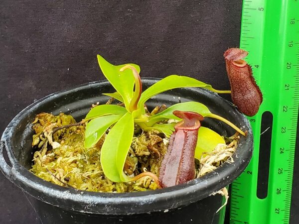 20221017_145558-r-600x450 Nepenthes sibuyanensis x lowii BE 4504