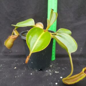 20221018_103249-R-300x300 Nepenthes (lowii x macrophylla) x robcantleyi BE 4018