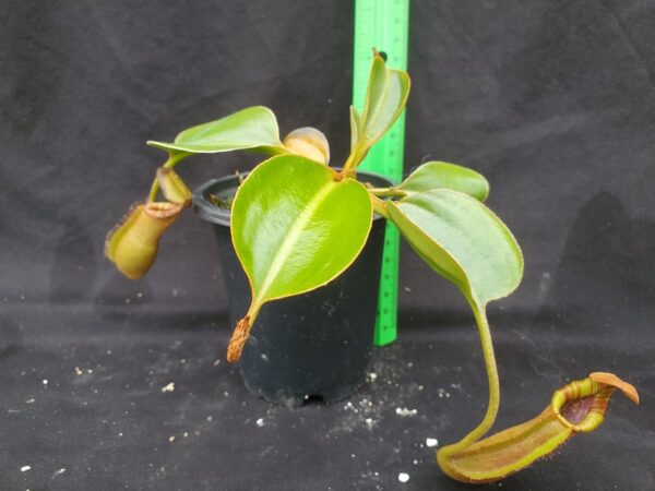 20221018_103249-R-600x450 Nepenthes (lowii x macrophylla) x robcantleyi BE 4018