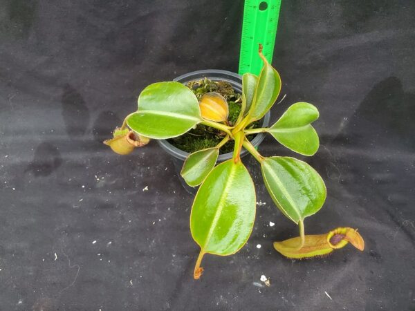 20221018_103252-R-600x450 Nepenthes (lowii x macrophylla) x robcantleyi BE 4018