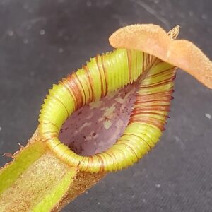 20221018_103334-R-300x300 Nepenthes (lowii x macrophylla) x robcantleyi BE 4018