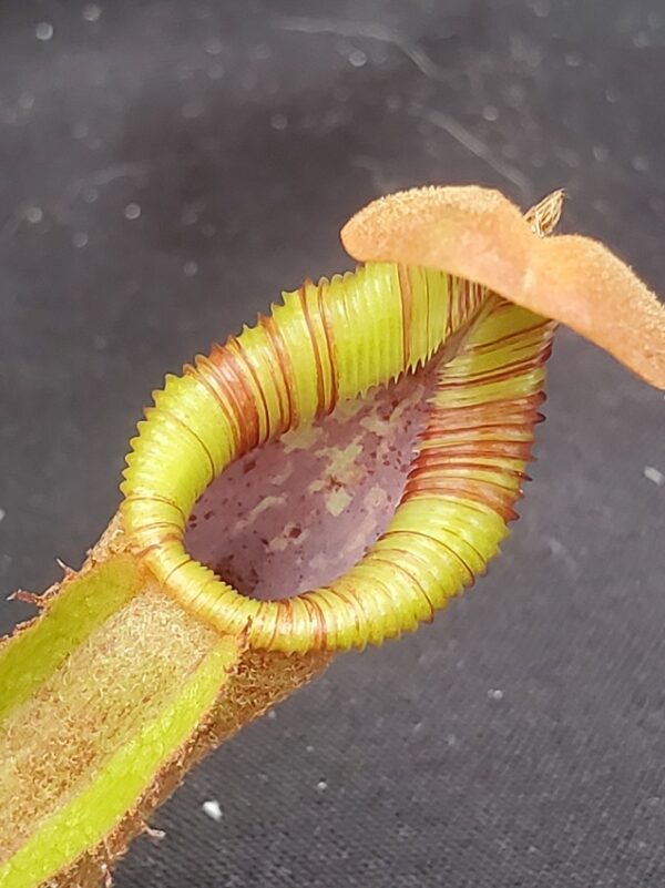 20221018_103334-R-600x801 Nepenthes (lowii x macrophylla) x robcantleyi BE 4018