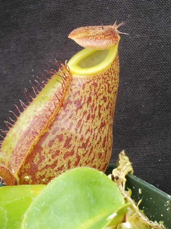 20221018_104821-r-600x801 Nepenthes (maxima x talangensis) x robcantleyi BE 3959