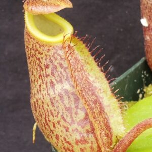 20221018_104832-r-300x300 Nepenthes (maxima x talangensis) x robcantleyi BE 3959