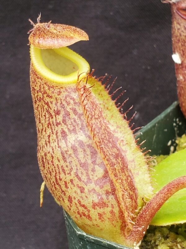 20221018_104832-r-600x801 Nepenthes (maxima x talangensis) x robcantleyi BE 3959