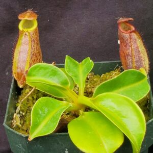 20221018_104839-R-300x300 Nepenthes (maxima x talangensis) x robcantleyi BE 3959