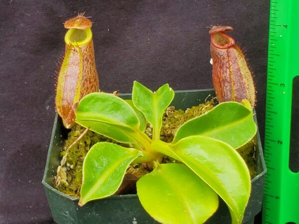 20221018_104839-R-600x450 Nepenthes (maxima x talangensis) x robcantleyi BE 3959