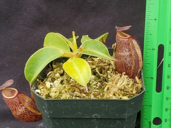 20221018_104950-r-600x450 Nepenthes (maxima x talangensis) x robcantleyi BE 3959