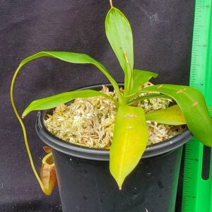 20221018_112038-r-300x300 Nepenthes mira x tenuis BE 4070
