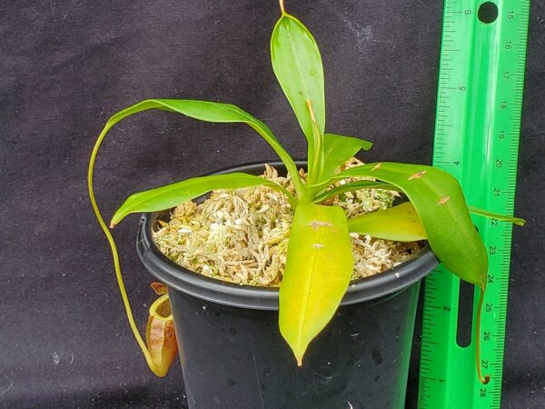 20221018_112038-r-600x450 Nepenthes mira x tenuis BE 4070