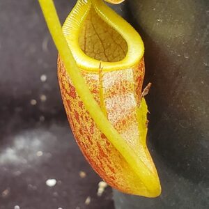 20221018_112050-R-300x300 Nepenthes mira x tenuis BE 4070