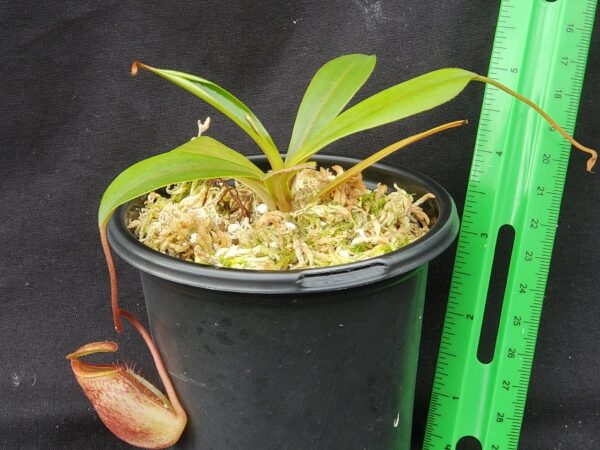 20221018_112104-r-600x450 Nepenthes mira x tenuis BE 4070