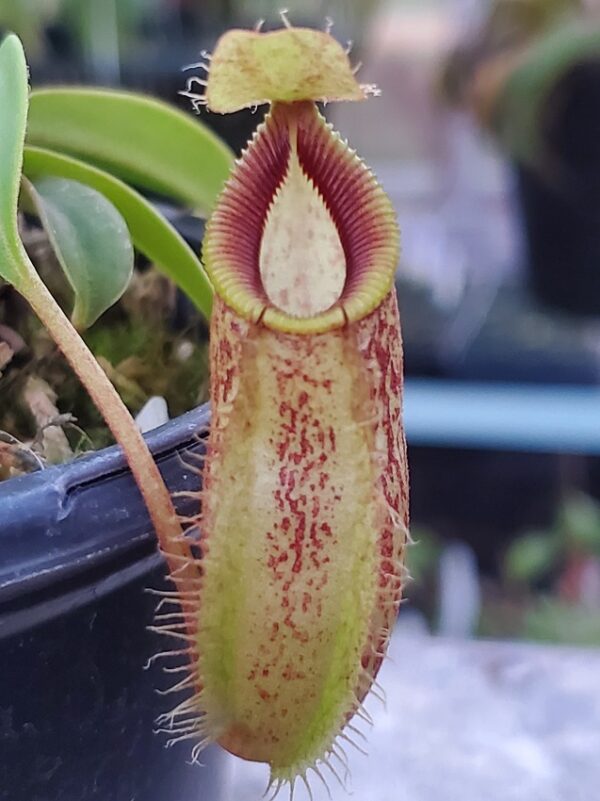 20221021_182621-R-600x801 Nepenthes talangensis x hamata BE 4003