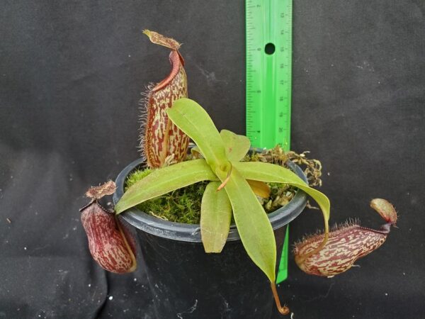 20221022_164357-r-600x450 Nepenthes talangensis x hamata BE 4003