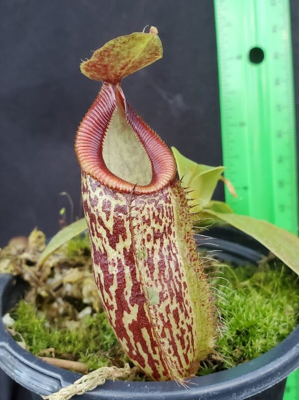 20221022_164434-r-600x801 Nepenthes talangensis x hamata BE 4003