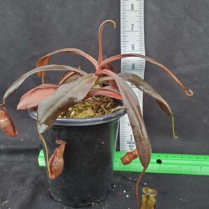 20221025_135809-R-300x300 Nepenthes ceciliae BE 3956