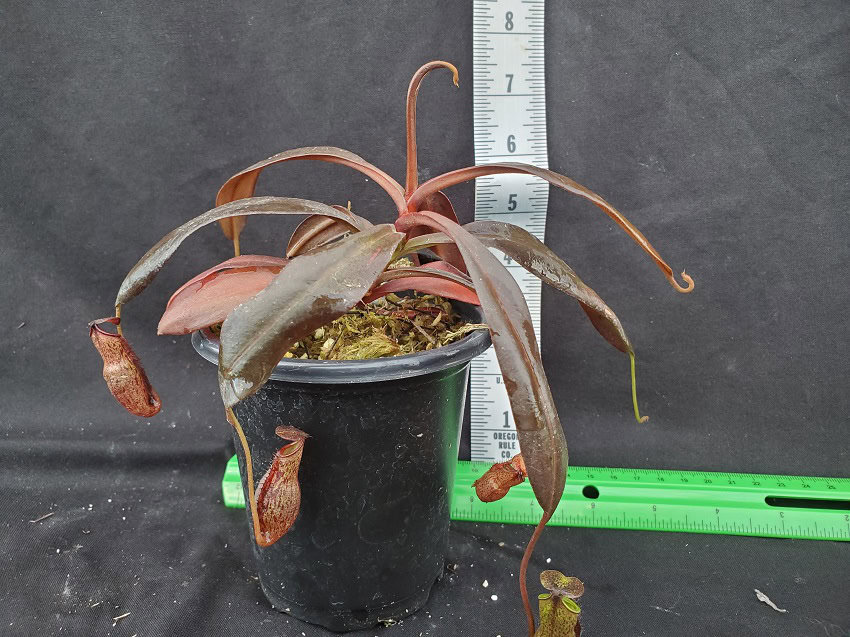 Nepenthes ceciliae BE 3956 – Bergen Water Gardens, Lotus Paradise