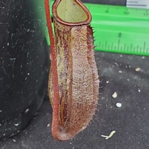 20221025_135837-R-300x300 Nepenthes ceciliae BE 3956