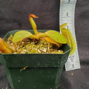 20221127_144120-R-300x300 Nepenthes robcantleyi x platychila BE 4082