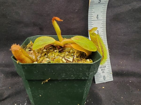 20221127_144120-R-600x450 Nepenthes robcantleyi x platychila BE 4082