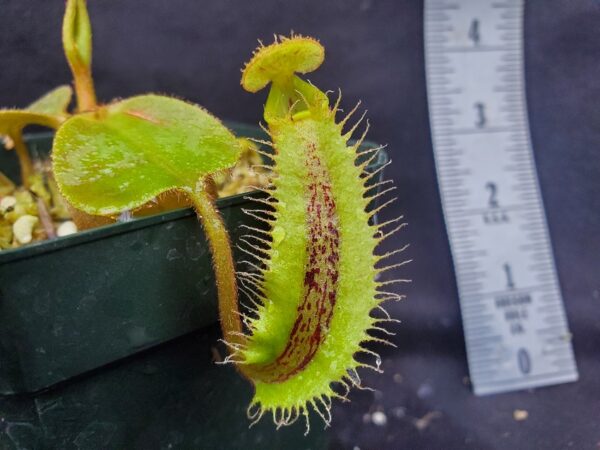 20221127_144127-R-600x450 Nepenthes robcantleyi x platychila BE 4082
