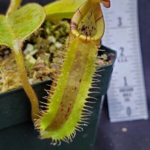 20221127_144151-R-300x300 Nepenthes robcantleyi x platychila BE 4082