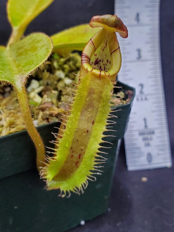 20221127_144151-R-600x801 Nepenthes robcantleyi x platychila BE 4082
