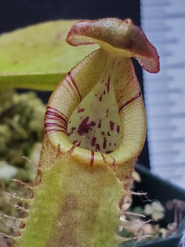 20221127_144159-R-600x801 Nepenthes robcantleyi x platychila BE 4082