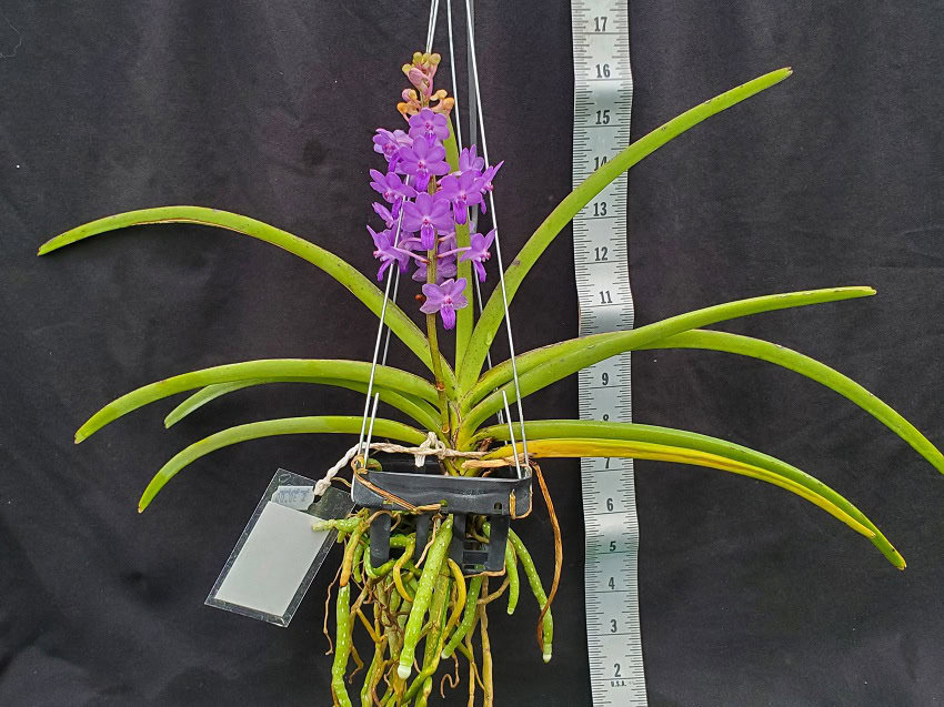 Rhynchodenia Magic Wand Blue – Bergen Water Gardens, Lotus Paradise