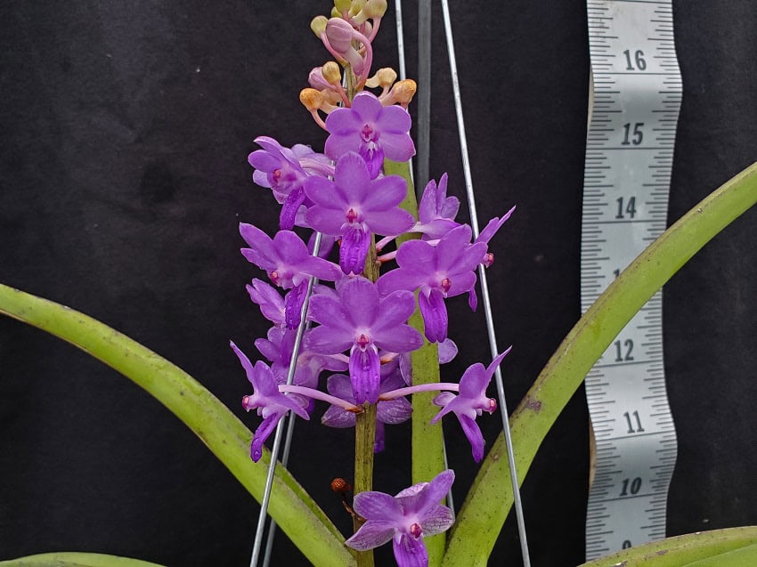 Rhynchodenia Magic Wand Blue – Bergen Water Gardens, Lotus Paradise