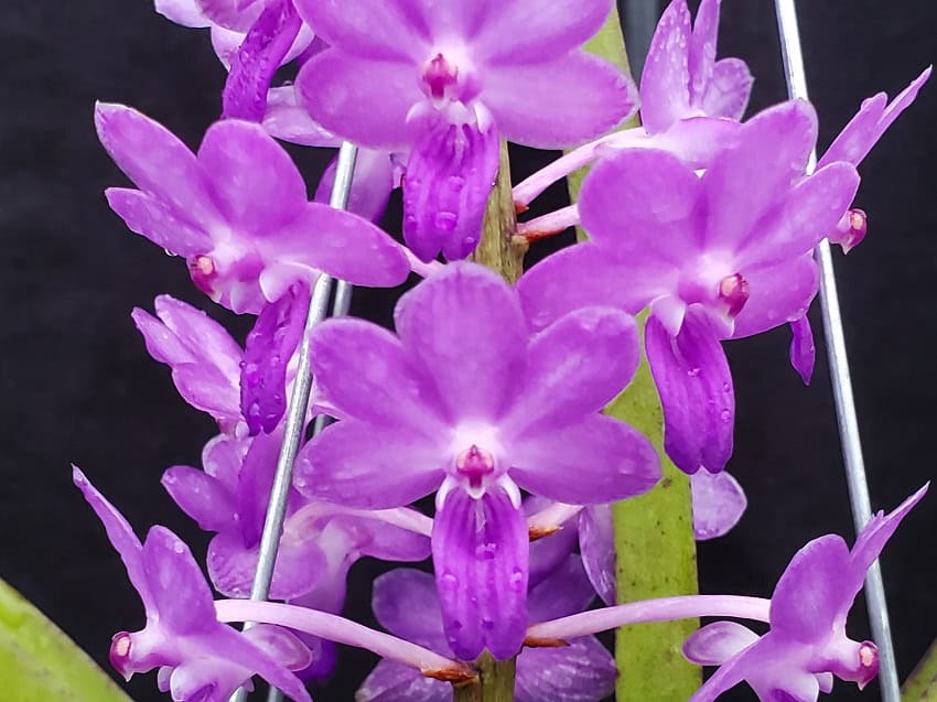 Rhynchodenia Magic Wand Blue – Bergen Water Gardens, Lotus Paradise