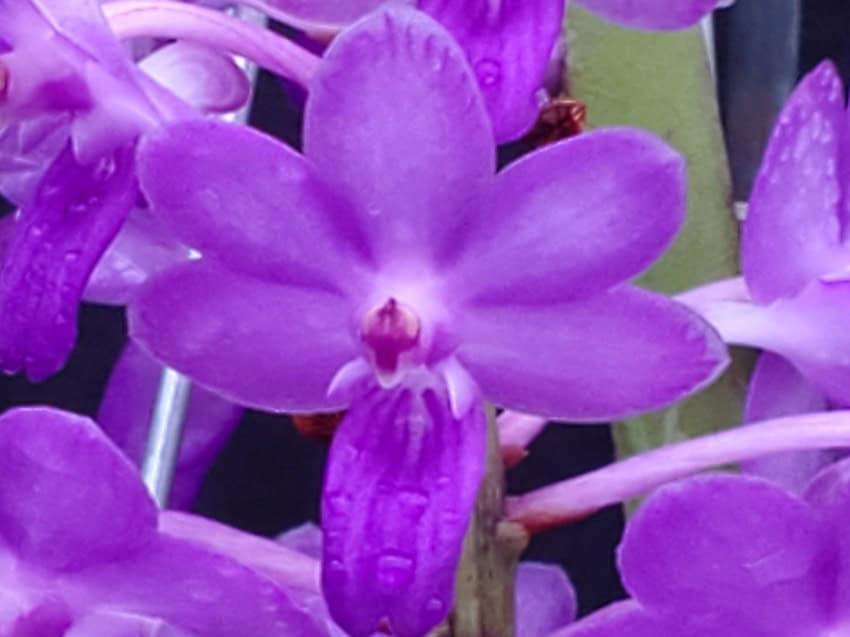Rhynchodenia Magic Wand Blue – Bergen Water Gardens, Lotus Paradise