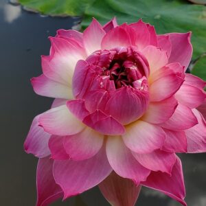 20230714_165418-R-300x300 11-Nelumbo Shocking Pink - One of amazing pink color lotus
