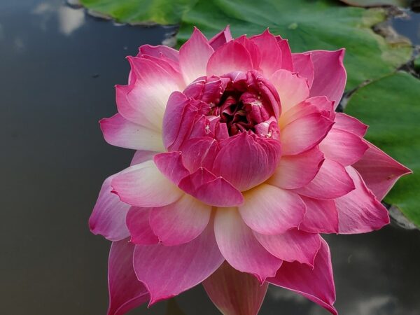 20230714_165418-R-600x450 Nelumbo Shocking Pink - One of amazing pink color lotus
